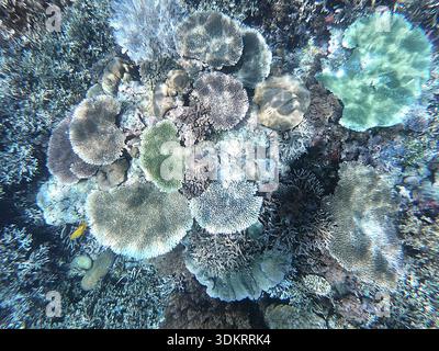 Blick auf die Korallen im Riff von Raja Ampat, einem bekannten Touristenziel, West Papua, Indonesien Stockfoto