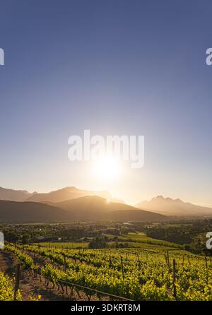 Sonnenuntergang über Stellenbosch Weinberg mit Bergen. Die Region Cape Winelands in Südafrika. Weinerzeugung und landwirtschaftliches Reisekonzept. Stockfoto