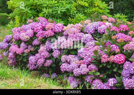 Üppig blühende Hortensie (Hortensie macrophylla) mit seltenen zweifarbigen Blüten, hellen Mittelpunkten und hellen rosa-violetten Kanten, die dicht üppig sind Stockfoto