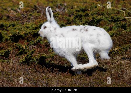 Berghase (Lepus timidus), Seitenansicht eines laufenden Erwachsenen, Finnmark, Norwegen Stockfoto