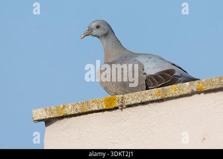 Gemeine Holztaube (Columba palumbus), Jugendliche, die an einer Wand sitzen, Kampanien, Italien Stockfoto