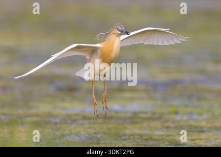 Squacco Reiher (Ardeola ralloides), Vorderansicht eines Erwachsenen im Flug, Kampanien, Italien Stockfoto