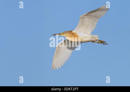 Squacco Reiher (Ardeola ralloides), Seitenansicht eines Erwachsenen im Flug, Kampanien, Italien Stockfoto