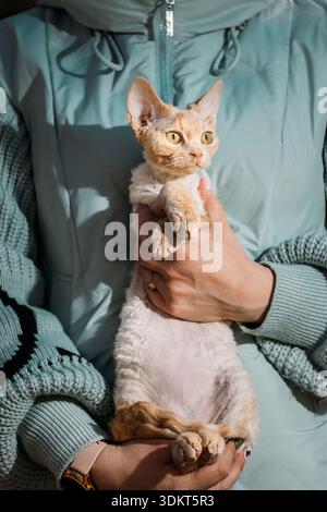 Red Devon Rex Katzenporträt mit auffälligen gelben Augen Innenraumbeleuchtung Stockfoto