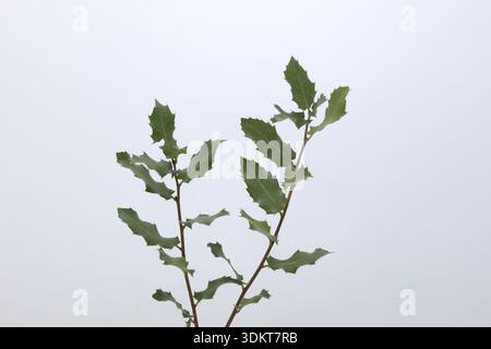 Blätter von Quercus coccifera isoliert auf Weissem Stockfoto