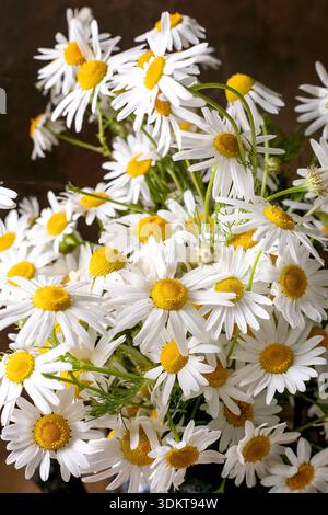 Wunderschöne weiße Gänseblümchen mit hellgelben Mittelpunkten, die in natürlichem Blumenstrauß angeordnet sind. Frische Frühlingswildblumen perfekt für Dekoration Geschenk Feier Stockfoto
