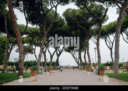 Pine Trees Avenue in Rom, Italien Stockfoto