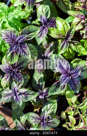 Blick auf gesunde violette Basilikumkrautblätter Stockfoto