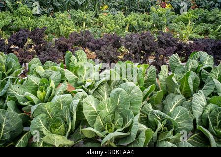 Reihen von verschiedenen frischen Blattgemüse, die im Garten wachsen Stockfoto