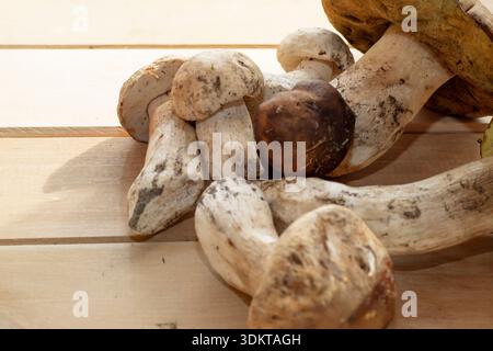 Frische wilde Steinpilze auf Holzbrett, natürliches Lebensmittelzutaten-Konzept Stockfoto