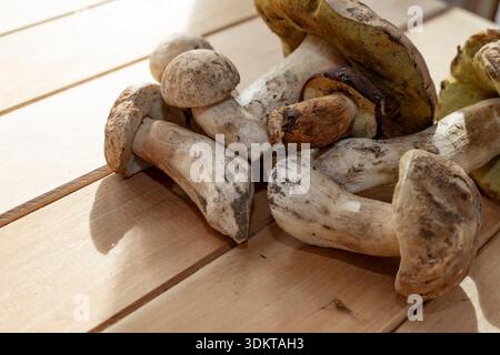 Frische wilde Steinpilze auf Holzbrett, natürliches Lebensmittelzutaten-Konzept Stockfoto