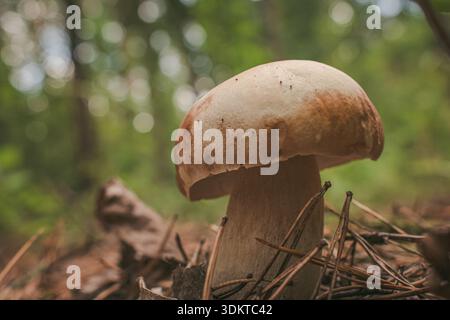Weiße Pilze in der Nähe des Waldes in sanftem Licht Stockfoto