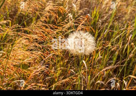 Nahaufnahme eines einzelnen Löwenzahns, der auf Grasfeldern wächst Stockfoto