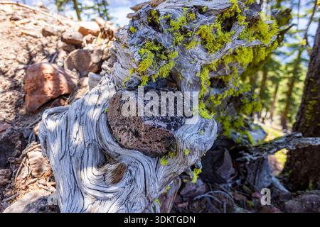Nahaufnahme eines verwitterten und verdrehten Wacholderbaums, der auf Felsen wächst Stockfoto