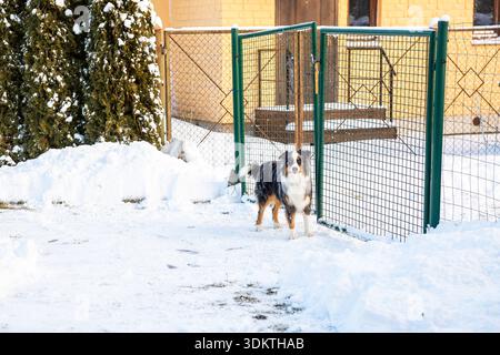 Ein Hund steht in einem schneebedeckten Hof in der Nähe eines grünen Metallzauns mit offenem Tor. Hinter dem Zaun befindet sich ein gelbes Backsteingebäude mit einer Holztür und Veranda. Stockfoto