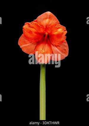 Eine wunderschöne orange Amaryllis-Blume in leuchtenden Farben, fotografiert auf einem schlichten schwarzen Hintergrund Stockfoto