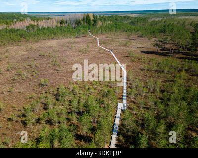 Ein langer Holzsteg schlängelt sich durch ein Feuchtgebiet mit karger Vegetation, Sträuchern und kleinen Bäumen und führt in einen dichten Wald unter einem klaren blauen Himmel. Stockfoto