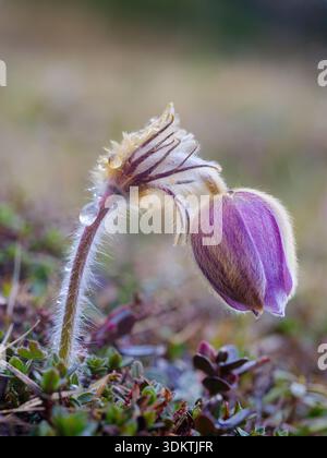 Frühlingspastblume (Pulsatilla vernalis), auch Polarviolett genannt, Dame des Schnees, der in den hohen Bergen des Engadin wächst. Europa, Switzer Stockfoto