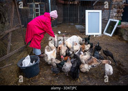 Eine Person mit rosa Fell und Hut ernährt Hühner und Geflügel in einem Außenbereich mit strohbedecktem Boden, einem Drahtzaun und einer rustikalen Ziegelmauer. Stockfoto
