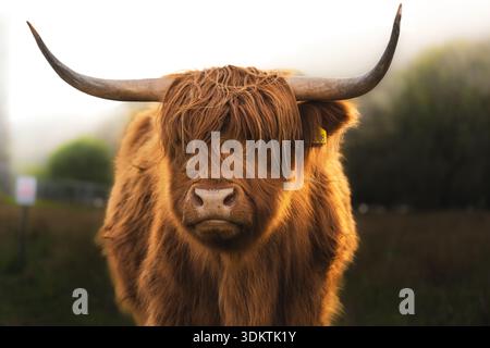 Der Blick auf eine majestätische Highland-Kuh steht majestätisch, ihr zotteliges Ingwerfell steht im Kontrast zu den beeindruckenden Hörnern und dem nebeligen Hintergrund Dalmally, Scotla Stockfoto