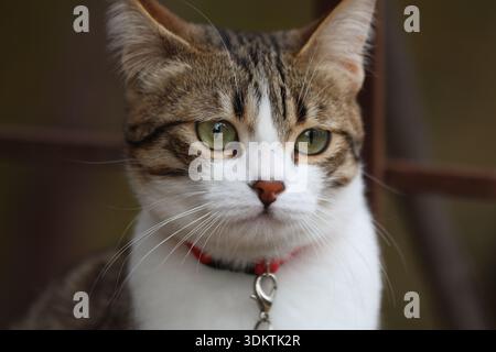 Porträt eines schönen Tabby und einer weißen Katze mit grünen Augen: Nahaufnahme eines Kurzhaars mit rotem Kragen, der direkt auf die Kamera blickt Stockfoto