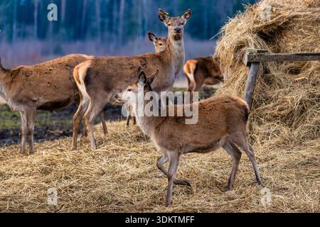 Eine Gruppe von Hirschen steht und weidet in der Nähe eines Heuhufens in einem Waldgebiet, umgeben von hohen, dunklen Bäumen und einem Holzbau im Hintergrund. Stockfoto
