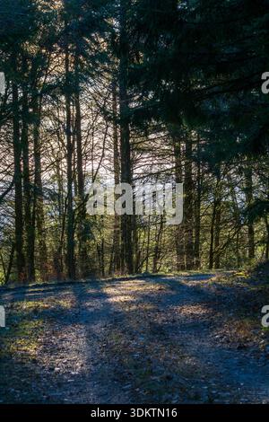 Ruhige Forststraße umgeben von hohen Nadelbäumen mit sanftem Sonnenlicht, das durch das Baumdach filtert. Stockfoto