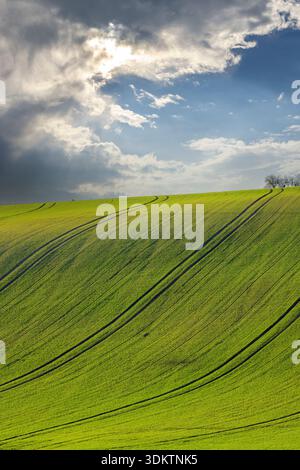 Grünes Feld mit kurvigen Traktorspuren, die in Richtung Horizont unter bewölktem Himmel führen Stockfoto