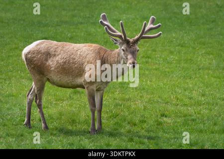 Rotwild (Cervus elaphus), der auf einer Wiese steht und in die Kamera blickt, mit neuen Geweihen im Frühjahr Stockfoto
