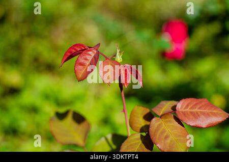 New Growth Rose Bush Leaves with Blossoms in Selective Focus Garden Stockfoto