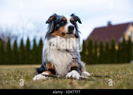 Ein australischer Schäferhund liegt auf einem grasbewachsenen Rasen mit einem Stock davor. Ein Haus mit schrägem Dach und hohen, getrimmten Hecken ist im Hintergrund zu sehen. Stockfoto