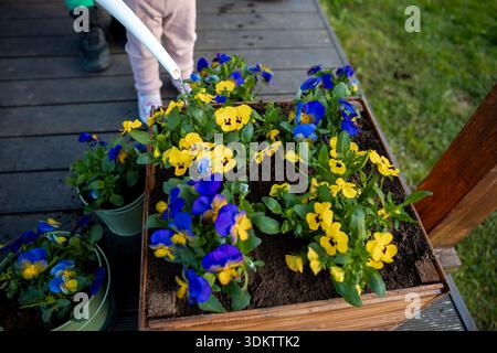 Ein hölzerner Pflanzkasten mit gelben und blauen Stiefmütterchen wird mit einer weißen Gießkanne bewässert. Zusätzliche Blumentöpfe stehen auf einer Holzterrasse in der Nähe von Gras. Stockfoto