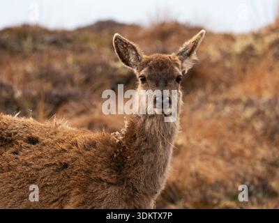 Rotwild Cervus eleaphus weiblich auf Grasmoor, Isle of Lewis, Äußere Hebriden, Schottland, Vereinigtes Königreich, Mai 2021 Stockfoto