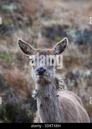 Rotwild Cervus eleaphus weiblich auf Grasmoor, Isle of Lewis, Äußere Hebriden, Schottland, Vereinigtes Königreich, Mai 2021 Stockfoto