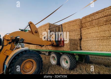 Ein gelber Lader mit speziellem Anbaugerät hebt rechteckige Heuballen auf einem grünen Tieflader auf einem offenen Feld mit geschnittenem Stroh auf den Boden. Stockfoto