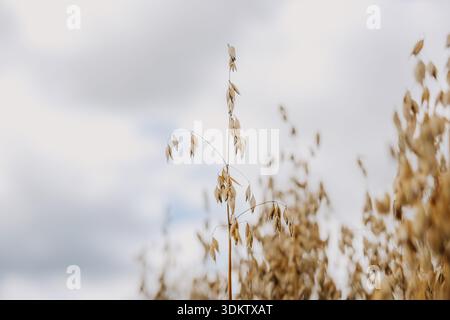Goldene Haferpflanzen schweben unter einem bewölkten Himmel, wobei der Fokus auf einem einzelnen Stiel im Vordergrund und verschwommenem Hafer in der Entfernung liegt, um Tiefe zu verleihen. Stockfoto