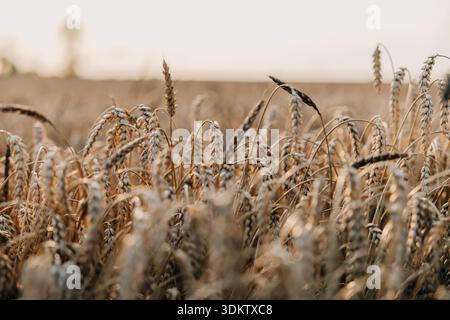 Goldene Weizenstiele bewegen sich sanft unter sanfter Beleuchtung, ihre Reifen Köpfe sind im Fokus. Schwache Umrisse von Bäumen verleihen der Komposition Tiefe. Stockfoto