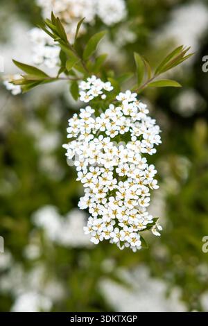 Eine dichte Gruppe kleiner weißer Blüten mit gelber Mitte auf einem grünen Stamm, umgeben von verschwommenen Grün- und Weißtönen im Hintergrund. Stockfoto