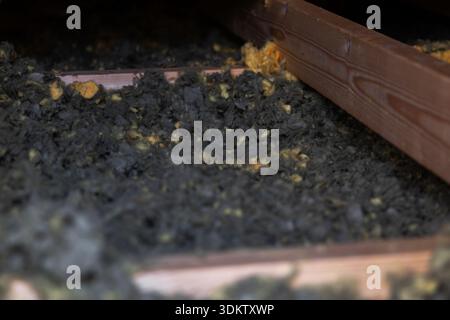 Die niedrige Winkelansicht zeigt bei Tageslicht eine dunkelgraue lose Füllung mit gelben Stücken zwischen den Balken unter einer Dachneigung in einem Dachgeschoss, wodurch die Farbe te hervorgehoben wird Stockfoto