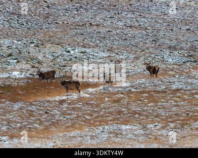 Rotwild Cervus elaphus Hirsche auf verschneiten Mooren, Spey Valley, Baddenoch, Highland, Schottland, Großbritannien, November 2021 Stockfoto