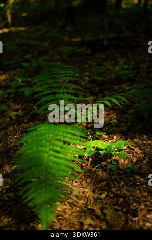 Üppige grüne Ferns durchdringen das Waldlicht, eine natürliche, ruhige Szene Stockfoto