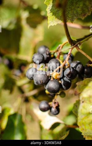 Nahaufnahme reifer Trauben auf der Rebe in einer üppigen Weingärten-Umgebung Stockfoto