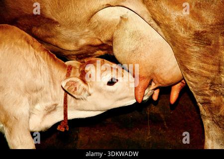 Kälber trinken Milch von einer Kuh auf einem Bauernhof. Nahaufnahme der traditionellen Milchwirtschaft. Foto am 23. Juli 2009. Stockfoto