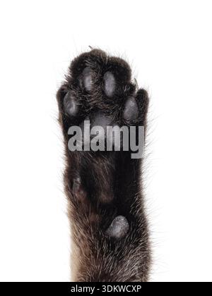 Nahaufnahme der Katzenpfote von der schwarzen Tabby Savannah Katze. Isoliert auf weißem Hintergrund. Stockfoto