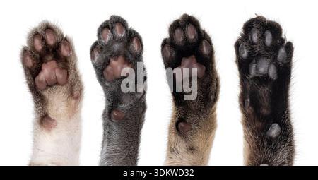 4 Katzenpfoten mit Nahaufnahmen detailliert in verschiedenen Farben der Zehenbohnen. Isoliert auf weißem Hintergrund. Stockfoto