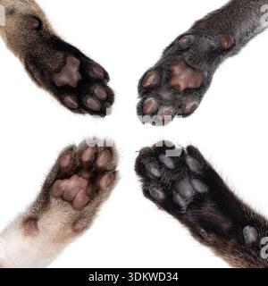4 Katzenpfoten, die verschiedene Farben der Zehenbohnen auftragen. Isoliert auf weißem Hintergrund. Stockfoto