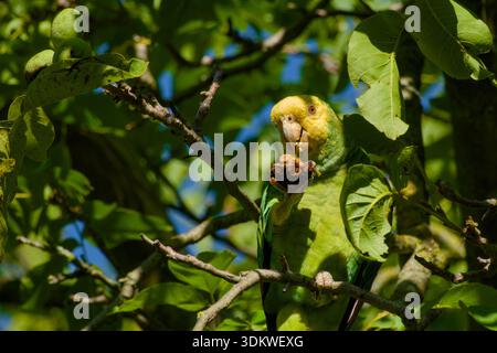 Gelbkopf Amazonas-Papagei, der Walnuss im Laub ernährt Stockfoto