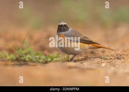Juveniler männlicher Rotschreif (Phoenicurus phoenicurus) auf einem Ast. Dieser Vogel gilt als Fliegenfänger aus der alten Welt und ist in der gesamten EU zu finden Stockfoto