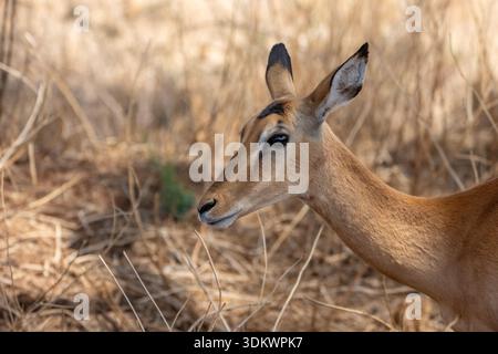 Weibliche Impala (Aepyceros melampus), die in trockenem Savannengras steht, im Profil gedrehter Kopf, ruhiger und anmutiger Pflanzenfresser in seinem natürlichen afrikanischen Lebensraum d Stockfoto