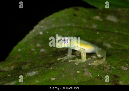 Geisterglasfrosch (Sachatamia ilex) Stockfoto